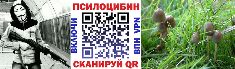 Купить где  Староминская  Псилоцибиновые грибы MAGIC MUSHROOMS 